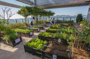 Image of indoor plant local food production
